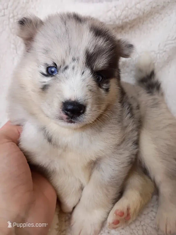 Vanabelle  – Pomsky puppy for sale in Orange Park, FL