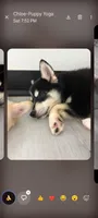 Mika, a male Pomsky for sale in Orange Park, FL – 5 of 6