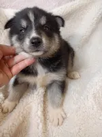 Mika, a male Pomsky for sale in Orange Park, FL – 8 of 10