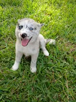 Chai, a female Pomsky for sale in Orange Park, FL – 8 of 9