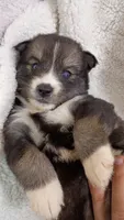 Mayne, a female Pomsky for sale in Orange Park, FL – 7 of 10