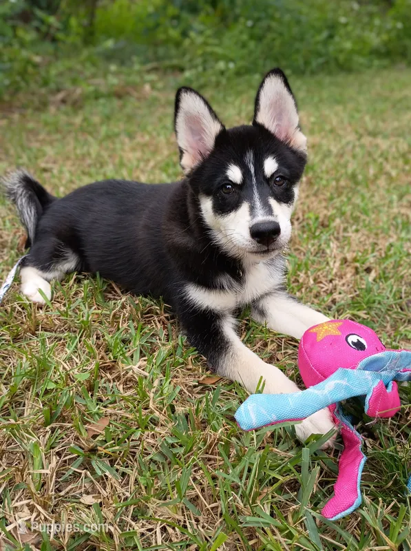 Mika – Pomsky puppy for sale in Orange Park, FL