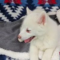 Kikoru, a female Pomsky for sale in Orange Park, FL – Photo 7 of 8