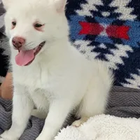 Kikoru, a female Pomsky for sale in Orange Park, FL – Photo 3 of 8