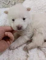 processed/bc87dfcf-b6f2-41df-88b2-2f9d091e709b/listing/aac27d46-8fca-4a14-9d6a-605cfdbc89f4/3f459e12-1647-4024-a1df-044c8d3450dc