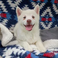 Kikoru, a female Pomsky for sale in Orange Park, FL – Photo 2 of 8