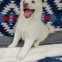 Kikoru, a female Pomsky for sale in Orange Park, FL – Photo 5 of 8