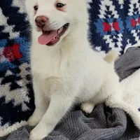 Kikoru, a female Pomsky for sale in Orange Park, FL – Photo 4 of 8