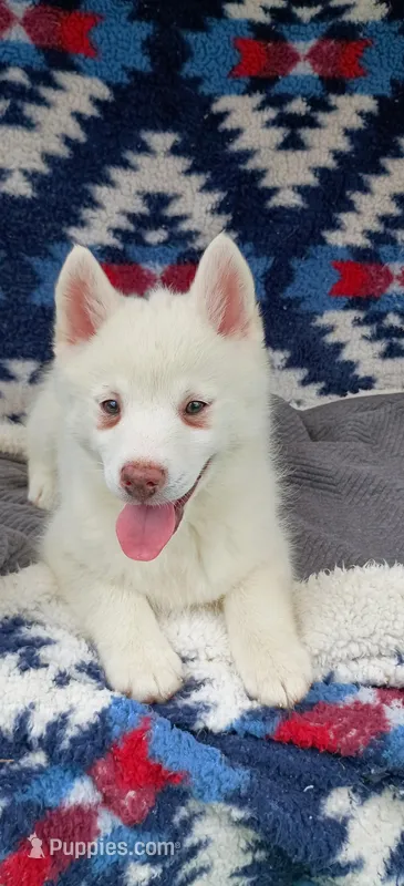 Kikoru – Pomsky puppy for sale in Orange Park, FL