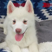 Kikoru, a female Pomsky for sale in Orange Park, FL – Photo 1 of 8