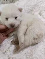 processed/bc87dfcf-b6f2-41df-88b2-2f9d091e709b/listing/aac27d46-8fca-4a14-9d6a-605cfdbc89f4/afa7f7c4-2c8f-43f4-ad92-48fb35c12c10