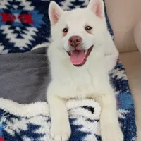 Kikoru, a female Pomsky for sale in Orange Park, FL – Photo 8 of 8