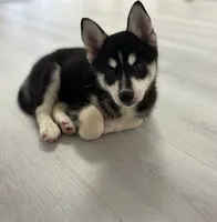 Mika, a male Pomsky for sale in Orange Park, FL – 3 of 6