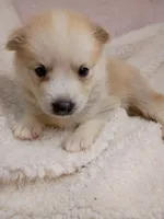 Takita, a female Pomsky for sale in Orange Park, FL – 4 of 10