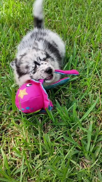 Latte, a female Pomsky for sale in Orange Park, FL – 10 of 10