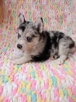 Macchi, a female Pomsky for sale in Orange Park, FL – 2 of 10