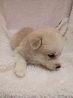 Takita, a female Pomsky for sale in Orange Park, FL – 5 of 10