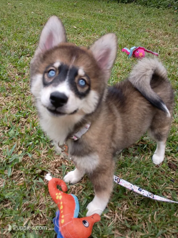 Mayne – Pomsky puppy for sale in Orange Park, FL