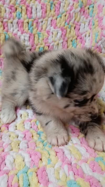 Latte, a female Pomsky for sale in Orange Park, FL – 10 of 10