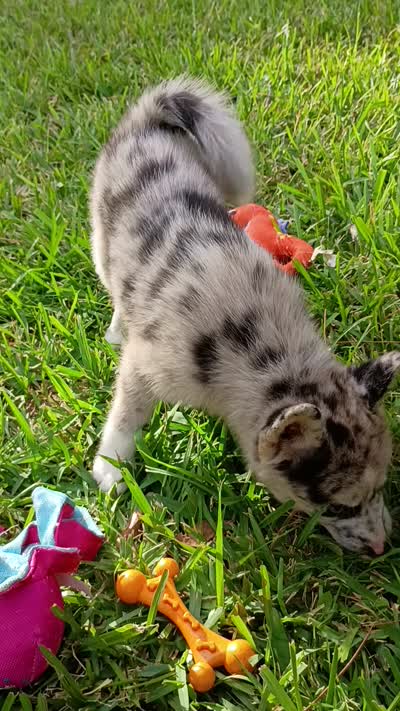 Chai, a female Pomsky for sale in Orange Park, FL – 9 of 9