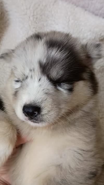 Vanabelle , a female Pomsky for sale in Orange Park, FL – 10 of 10