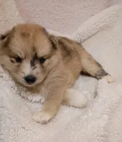 Capella, a female Pomsky for sale in Orange Park, FL – 3 of 10
