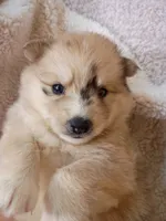 Capella, a female Pomsky for sale in Orange Park, FL – 8 of 10
