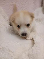 Takita, a female Pomsky for sale in Orange Park, FL – 7 of 10