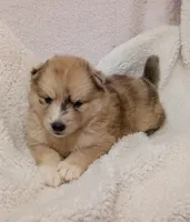Capella, a female Pomsky for sale in Orange Park, FL – 2 of 10