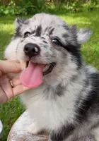 Latte, a female Pomsky for sale in Orange Park, FL – 2 of 10