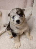 Vanabelle , a female Pomsky for sale in Orange Park, FL – 6 of 10