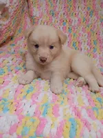 Honey, a female Pomsky for sale in Orange Park, FL – 5 of 10
