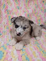 Chai, a female Pomsky for sale in Orange Park, FL – 4 of 8