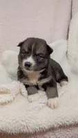 Mayne, a female Pomsky for sale in Orange Park, FL – 2 of 10
