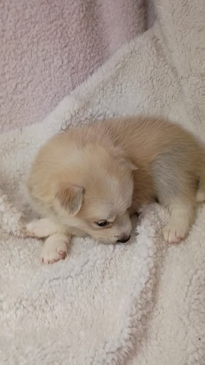 Takita, a female Pomsky for sale in Orange Park, FL – 10 of 10