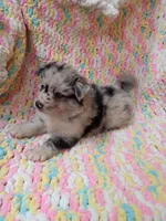 Latte, a female Pomsky for sale in Orange Park, FL – 4 of 10