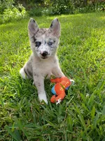 Chai, a female Pomsky for sale in Orange Park, FL – 7 of 9