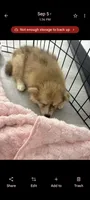 Capella, a female Pomsky for sale in Orange Park, FL – 3 of 9