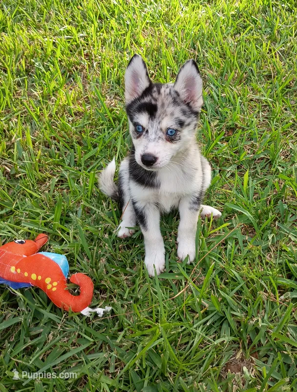 Macchi – Pomsky puppy for sale in Orange Park, FL