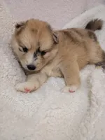 Capella, a female Pomsky for sale in Orange Park, FL – 6 of 10
