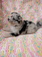 Latte, a female Pomsky for sale in Orange Park, FL – 8 of 10