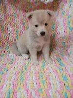 Kona, a male Pomsky for sale in Orange Park, FL – 2 of 9