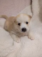 Takita, a female Pomsky for sale in Orange Park, FL – 6 of 10