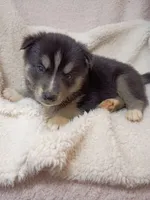 Mika, a male Pomsky for sale in Orange Park, FL – 2 of 10