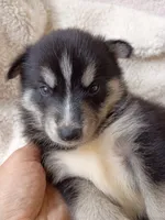 Mika, a male Pomsky for sale in Orange Park, FL – 3 of 10
