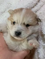 Mina, a female Pomsky for sale in Orange Park, FL – Photo 7 of 10