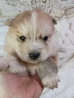 Mina, a female Pomsky for sale in Orange Park, FL – Photo 9 of 10