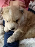 Mina, a female Pomsky for sale in Orange Park, FL – Photo 2 of 10