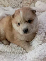 Mina, a female Pomsky for sale in Orange Park, FL – Photo 3 of 10