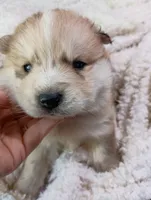 Mina, a female Pomsky for sale in Orange Park, FL – Photo 8 of 10